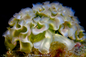 Glowing Out of the dark. 
Lettuce Sea Slug.
Nikon D7000... by Ximena Olds 